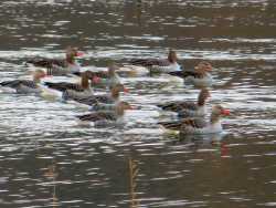 Viele Enten auf dem großen Baggersee