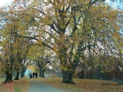 Im Herbst: Wanderweg mit Allee beim Salzmannstein am Randecker Maar. Noch ein paar Blätter hängen an den Bäumen.
