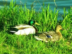 2 Enten im Gras am Ufer des Vorbecken Buch