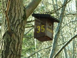Der NaBu hat Vogelhäuser in den Bäumen aufgehängt. Auf dem Bild ist Haus 35 zu sehen.