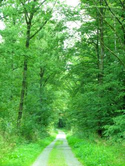 ein Waldweg durch den Einkornwald (Laubwald) führt vom Parkplatz zum Einkornturm. Der Weg ist eben und ohne Steigung.